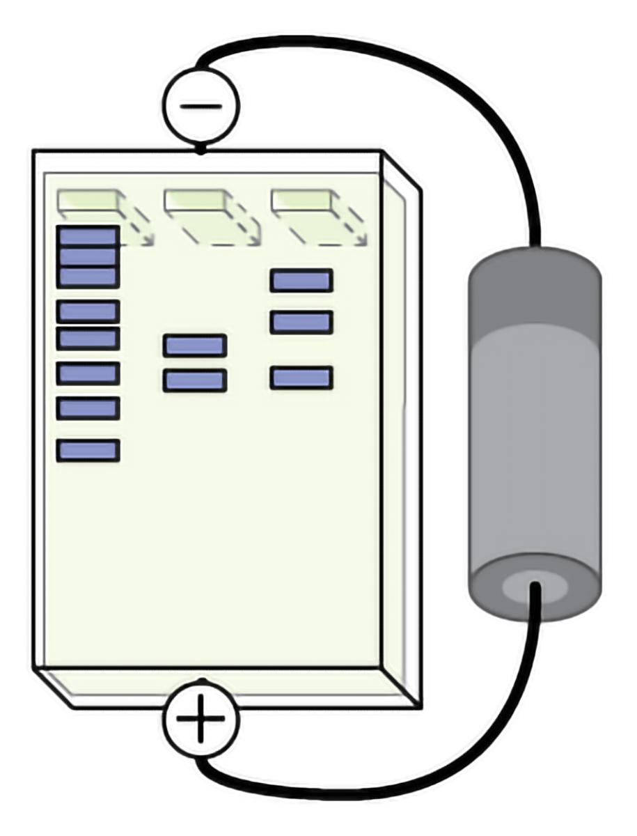 Prinsippet bak gel-elektroforese. Illustrasjon. 