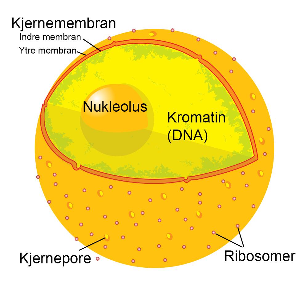 Tegning av cellekjerne med membranporer, ribosomer og nukleolus.