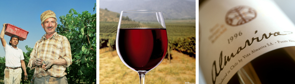 Kollasj: Bilder fra vinproduksjon i Chile. Et glass med rødvin ute på marken og to menn som arbeider.