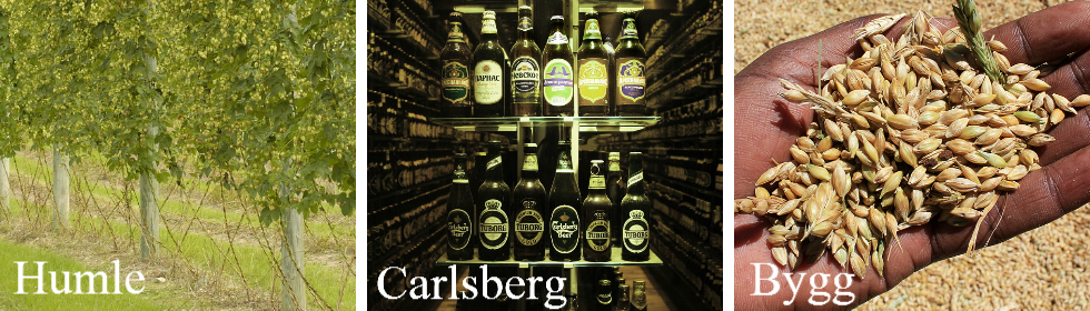 Bygg og Humle, som brukes i ølproduksjon. Ølflasker på Carlsberg Museum.