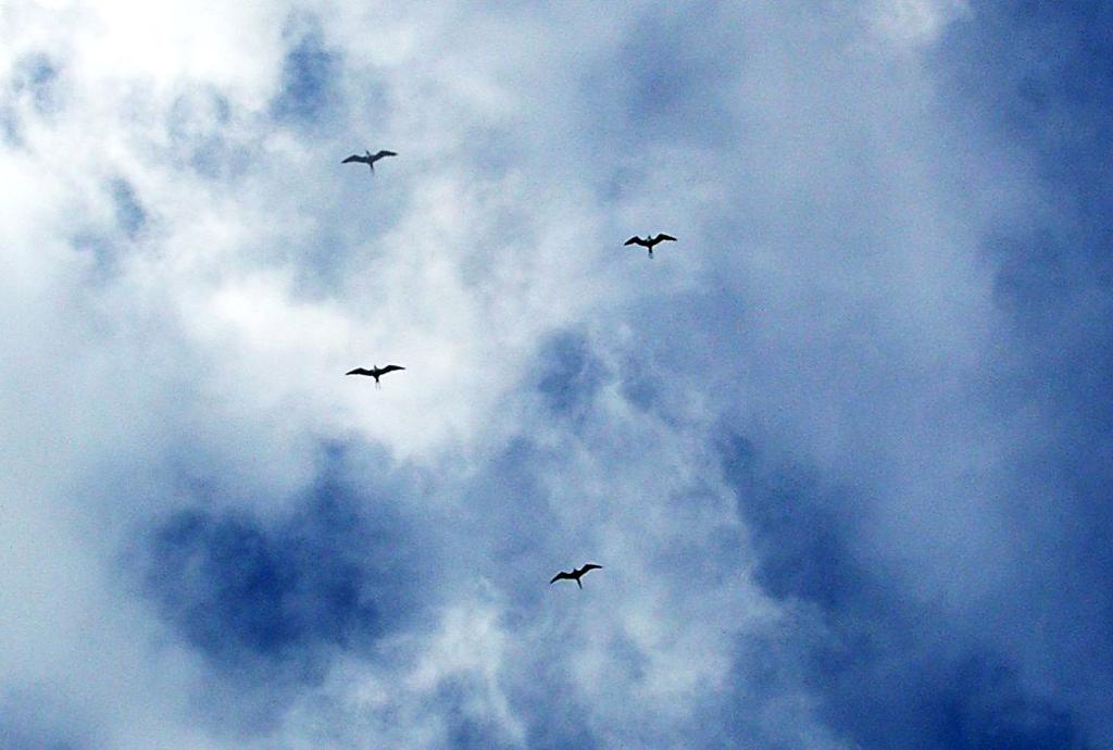 Fugler på himmelen. Foto.