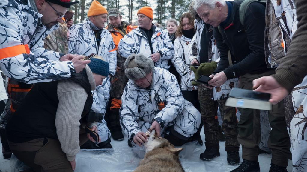 Et jaktlag står rundt en felt ulv mens en jeger sjekker tennene til ulven. Foto.