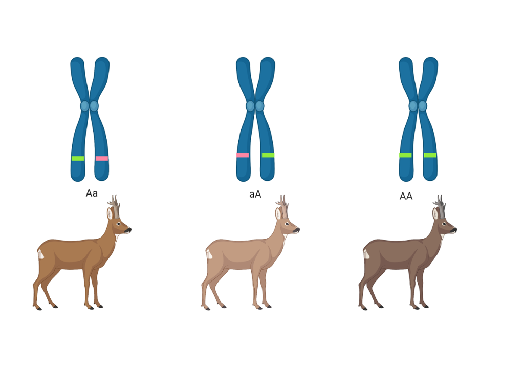 Tre rådyr i ulike toner av brunt. Over hvert rådyr står det et blåfarget kromosom med ulike kombinasjoner av to a-er, store og små. Illustrasjon.