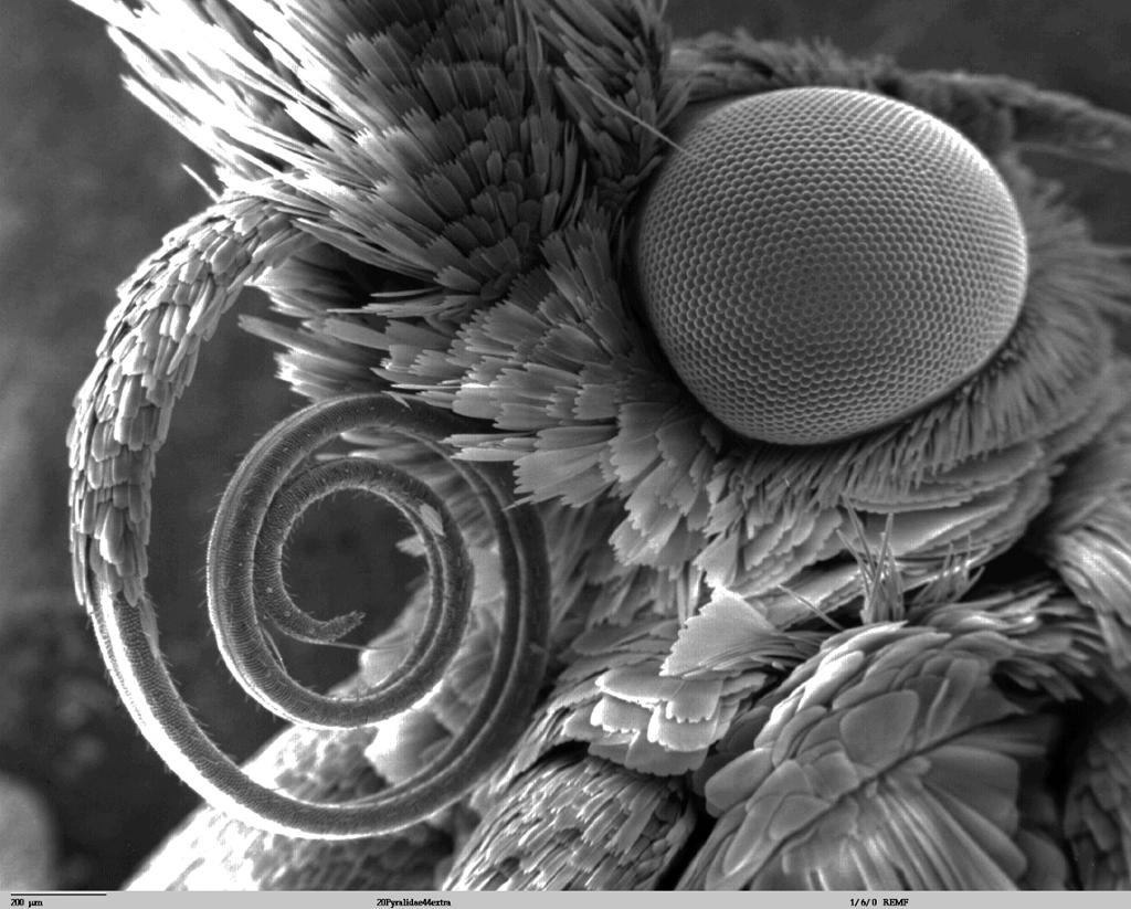 Sugesnabelen på en sommerfugl kveilet opp som en rull. Foto. 