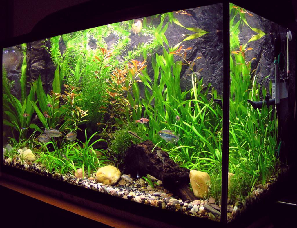 Akvarium med fisk og planter. Foto.