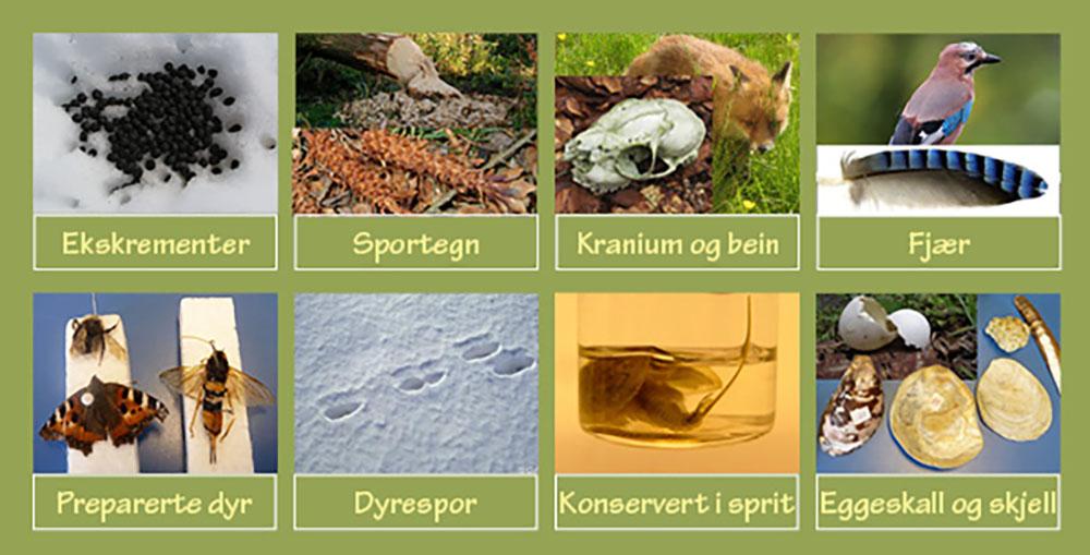 Preparater av dyr, spor og sportegn. Foto.