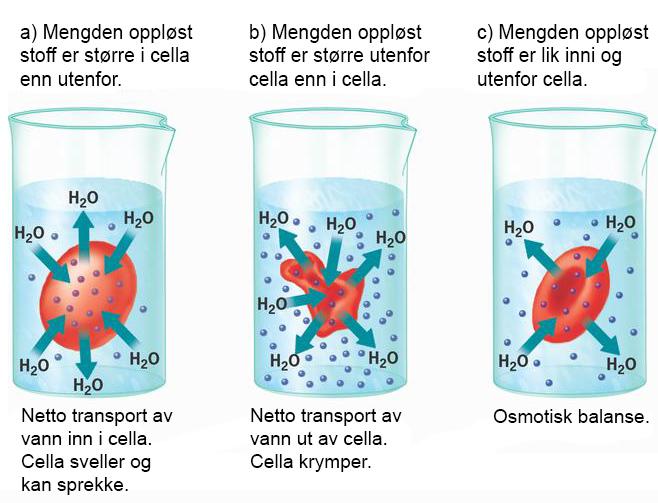 Rød blodcelle i tre ulike løsninger.