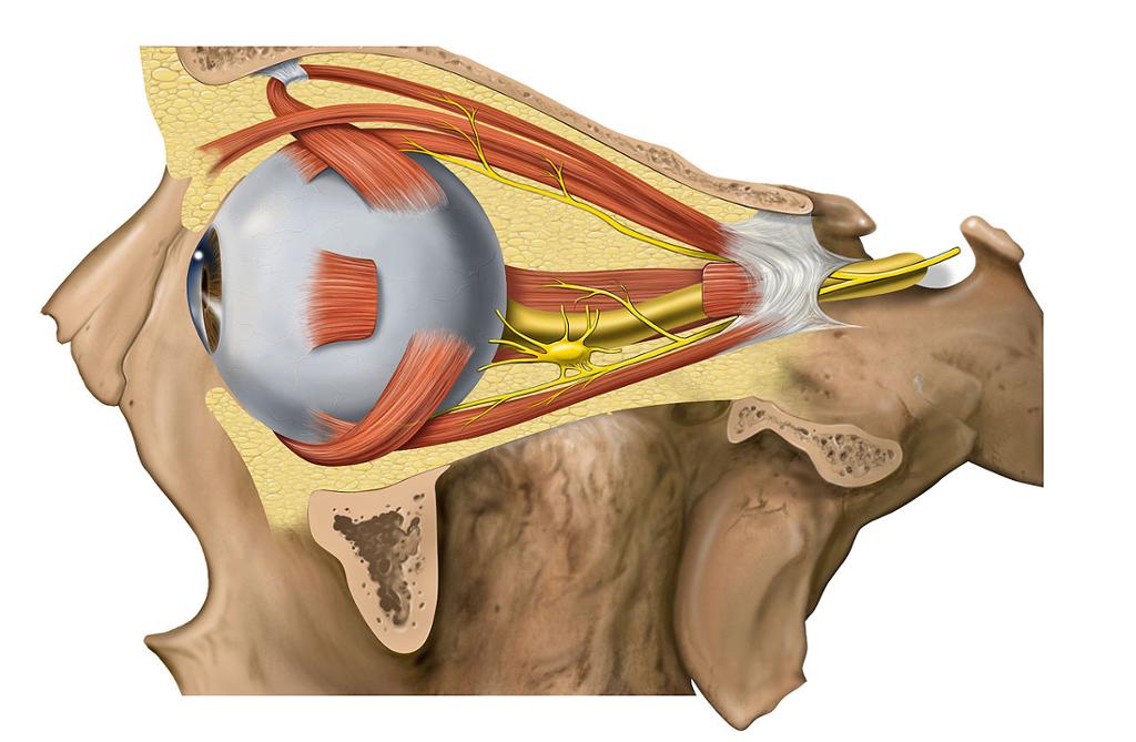Et øye i øyehulen sett fra sida med muskler. Illustrasjon.