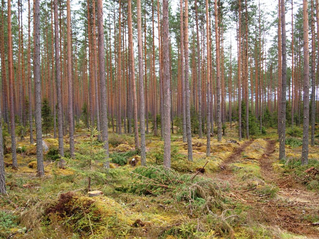 Furubestand. Foto.