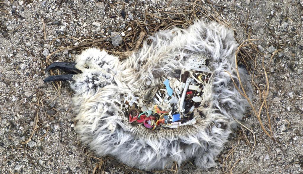 Død fugl med magen full av plast. Foto.