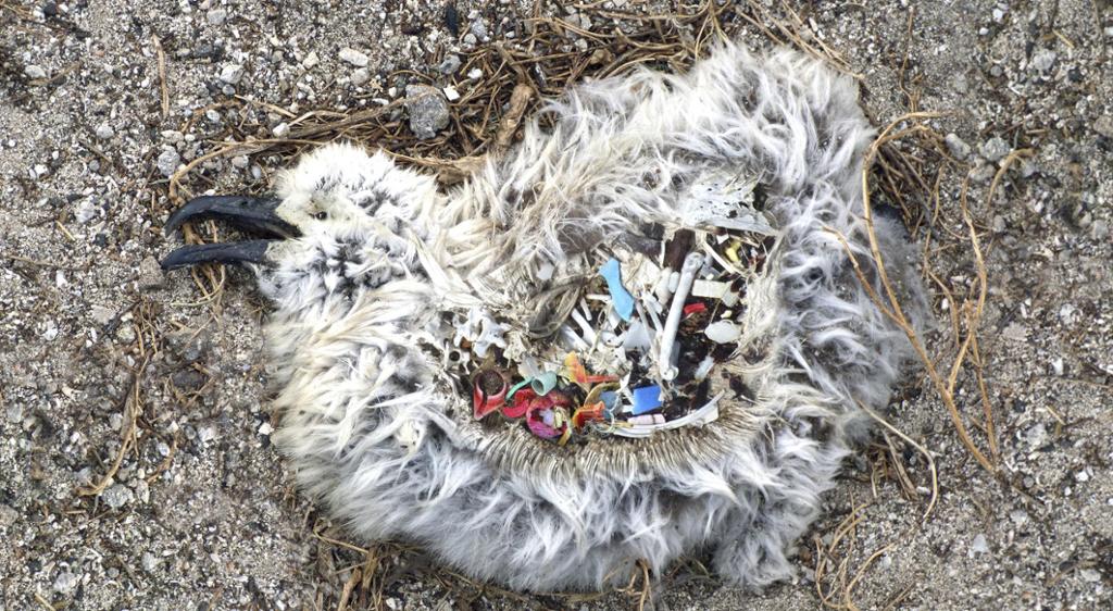 Død fugl med magen full av plast. Foto.