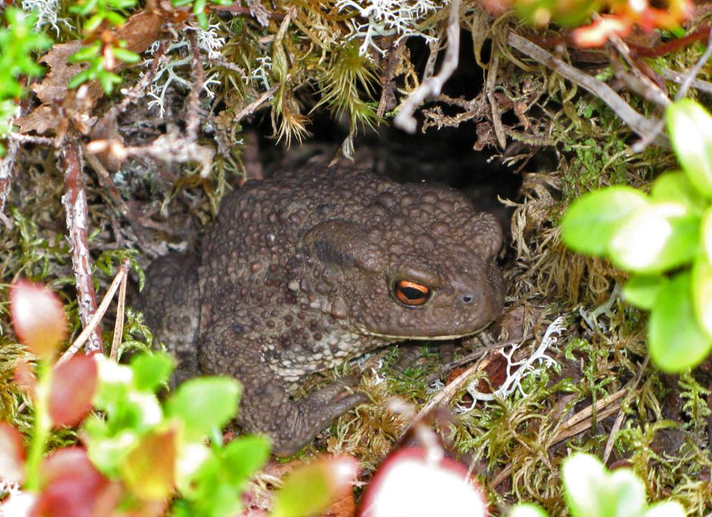 Ei padde kjem opp frå skjulestaden sin i jorda mellom lyngplantar. Foto.