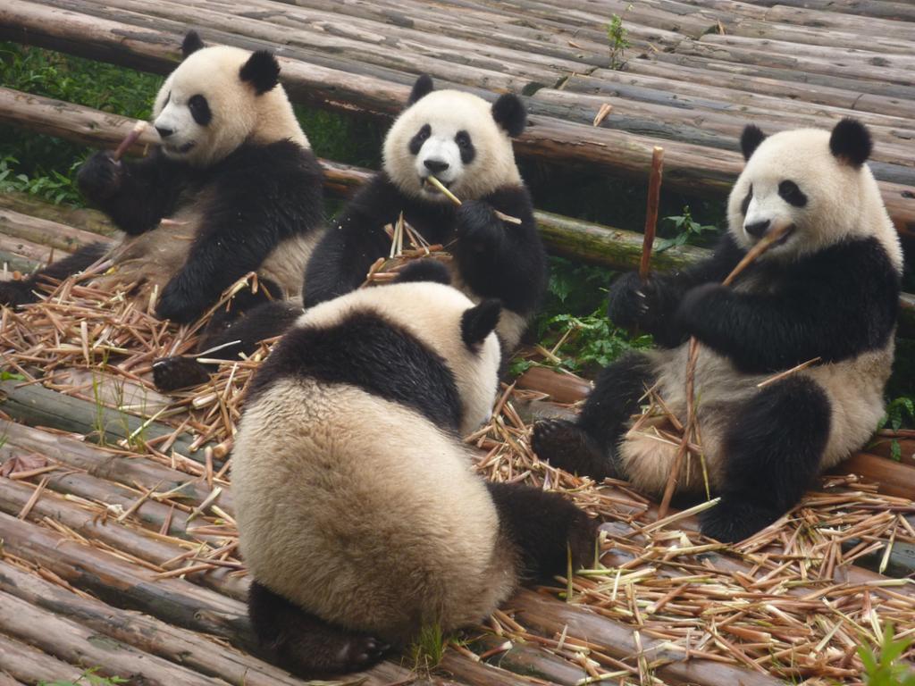 Pandaer spiser bambus i en dyrehage. Foto.