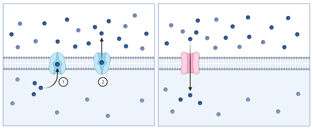 Ionetransport over cellemembranen. Illustrasjon. 