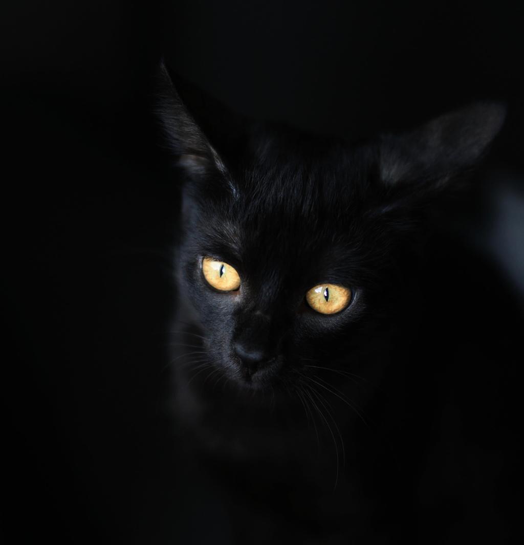 Svart katt med gule "lysende" øyne. Foto.