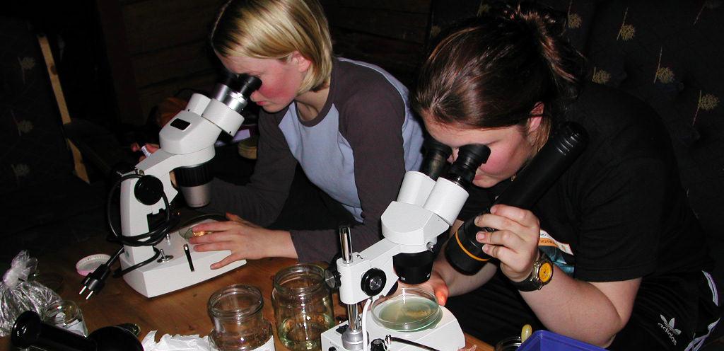 To jenter studerer plankton i stereoluper. Foto.