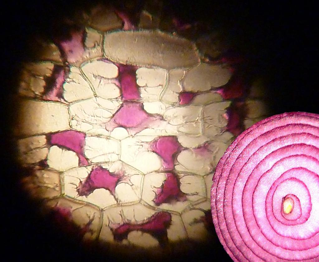 Mikroskoppreparat og snitt av rødløk.