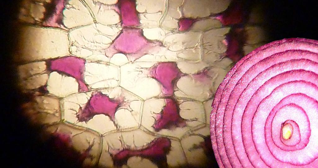Mikroskoppreparat og snitt av rødløk.