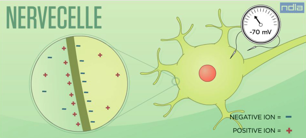 Forenkla bilete av cellemembranen i ei nervecelle med negativ ladning på innsida (minus 70 millivolt)