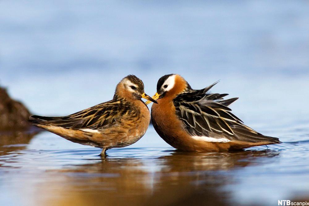 Polarsvømmesnipe (Phalaropus fulicaria) har omvendte kjønnsroller. Hunnen er den mest fargerike. Her er et par på tundra i Alaska, USA. Arktis, arktisk dyreliv.