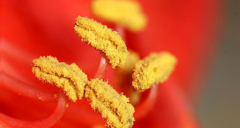 Nærbilde av gule pollenknapper på rød amaryllis. Foto.