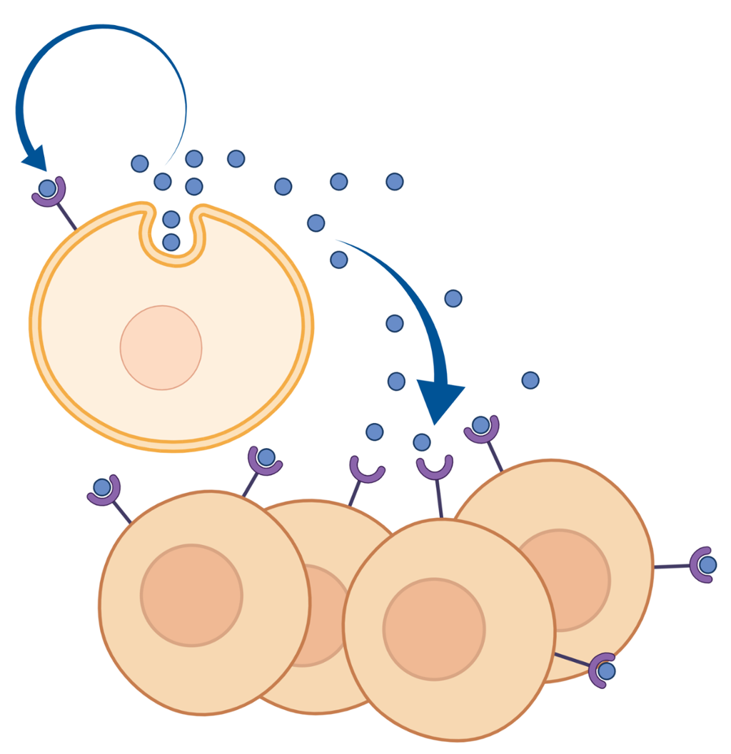 En celle med en liten innbuktning slipper ut små signalstoffer. Signalstoffene flyter rundt og fester seg til små strukturer på andre celler i nærheten. Illustrasjon.