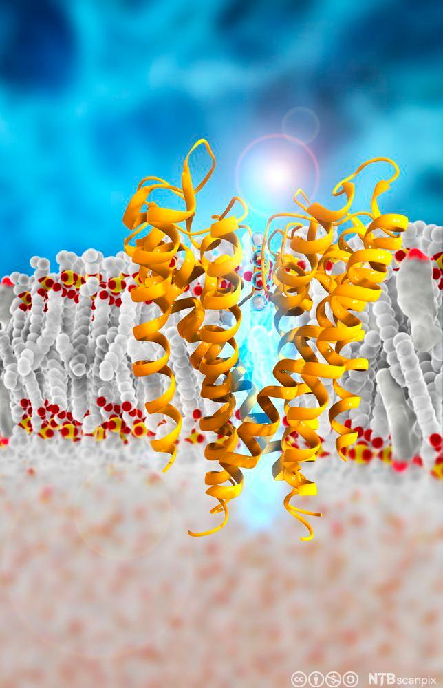 Tegning av membranprotein som fungerer som ionekanal. Illustrasjon.