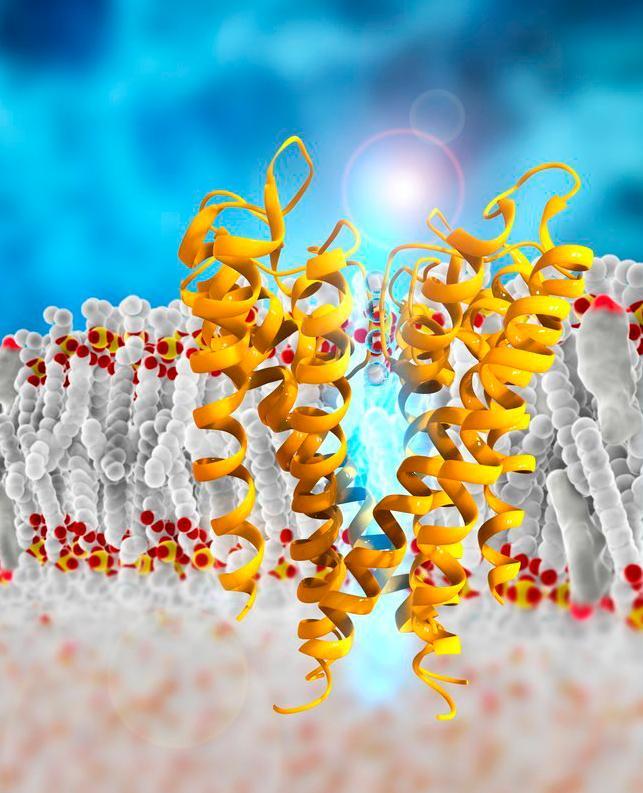 Teikning av membranprotein som fungerer som ionekanal