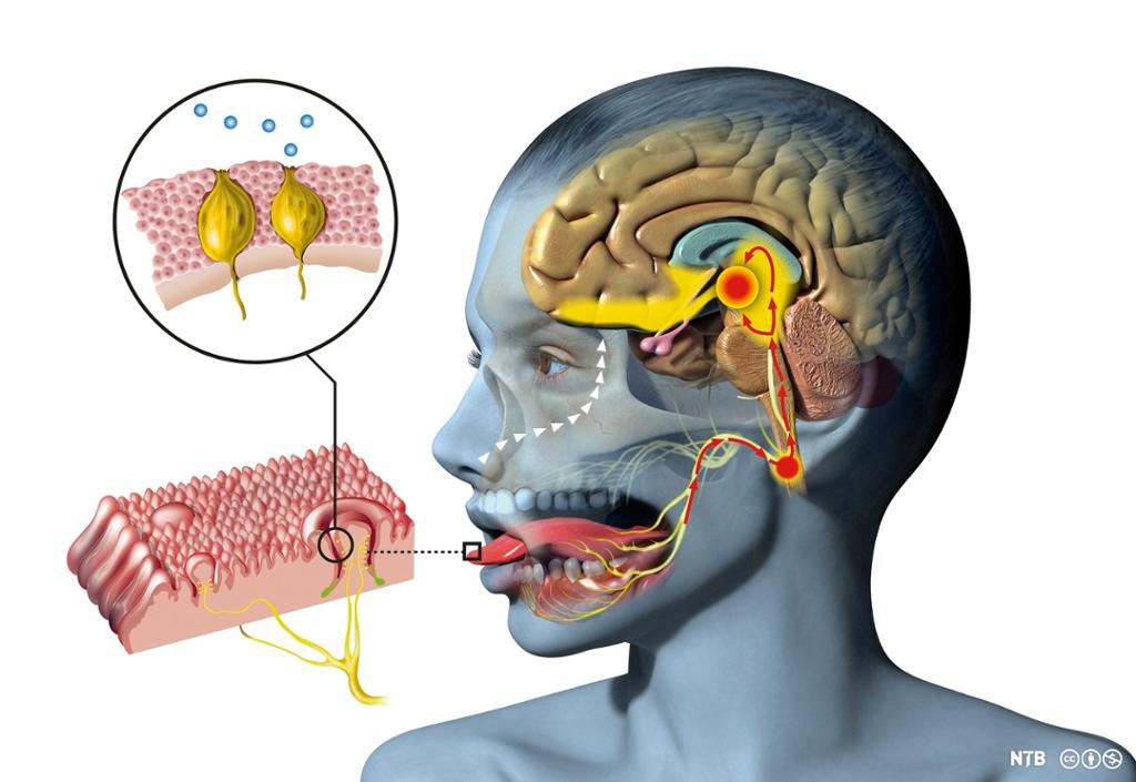Illustrasjon av et menneskelig hode, som viser munnen, nesa og smak- og luktsenteret i hjernen. Illustrasjon.