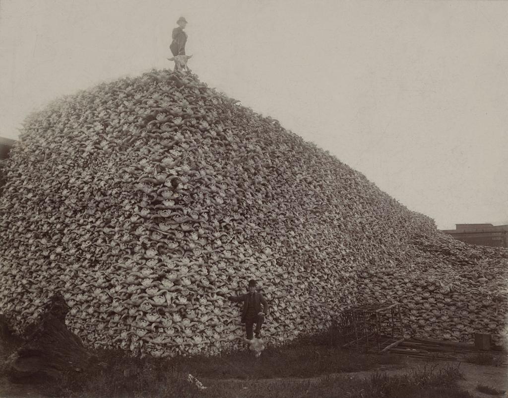 Mann står på toppen av enorm haug av hodeskaller fra bison. Foto.