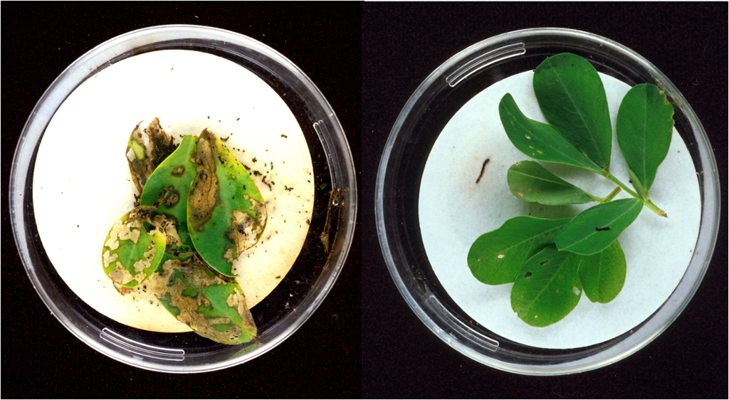 Sammenligning av to planter der den ene er brun og skadet, mens den andre er grønn og uskadet. Foto.