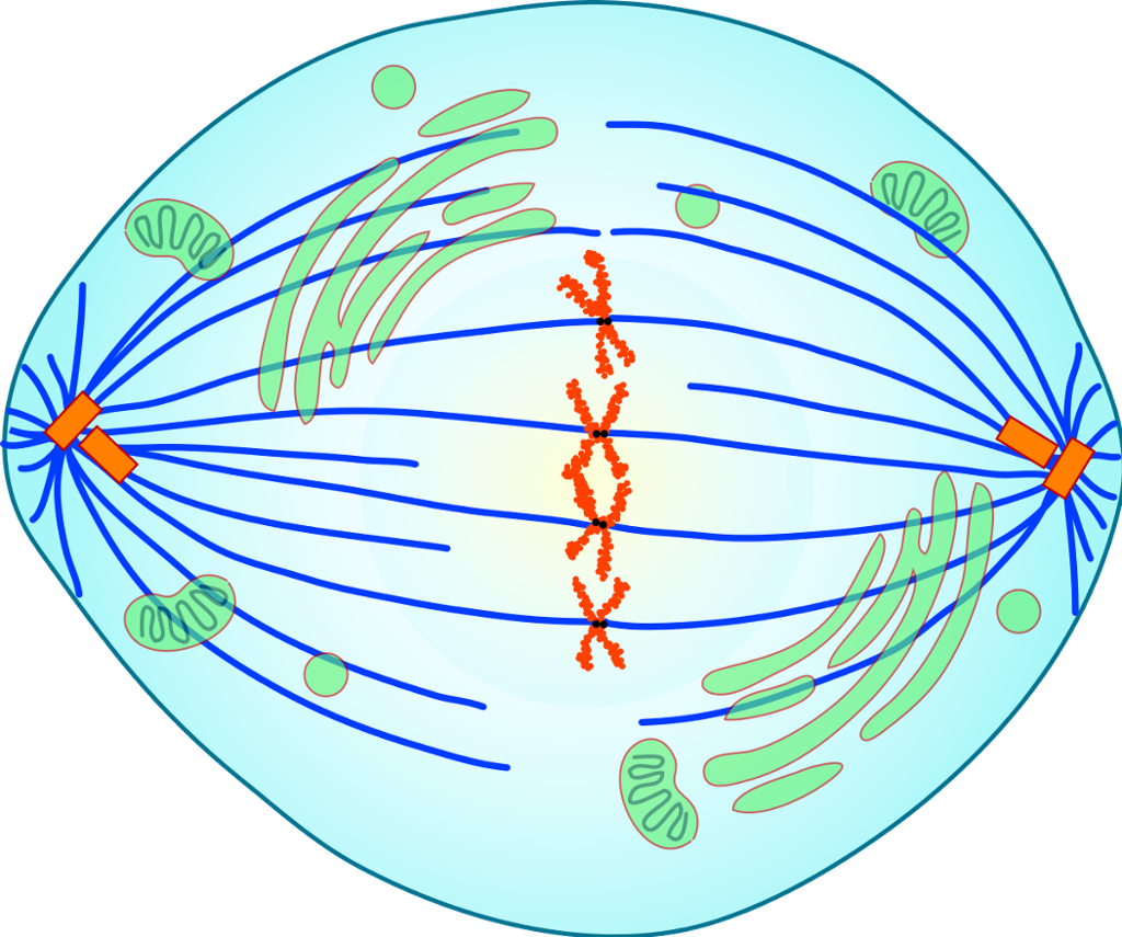 En skjematisk celle hvor kromosomene har stilt seg opp i midten, klar til splitting. Illustrasjon.