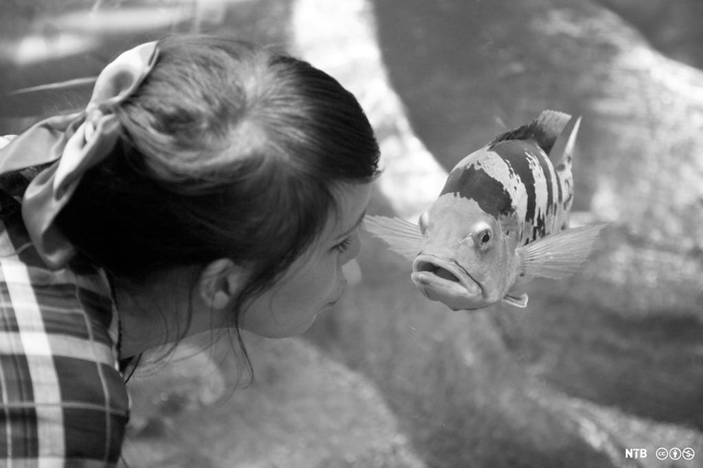 Jente gjør trutmunn mot fisk i akvarium. Foto.
