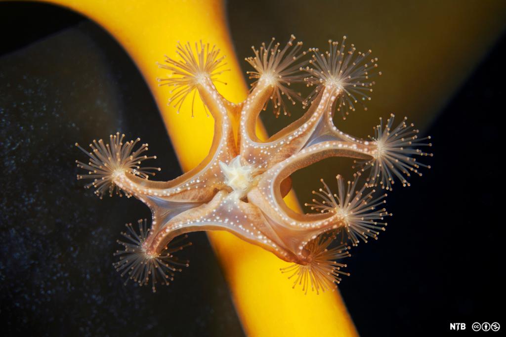 En stjerneformet organisme med små dusk-lignende utvekster på hver arm. Foto. 