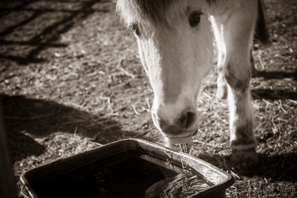 Hvit hest står ved drikkevannet. Foto.