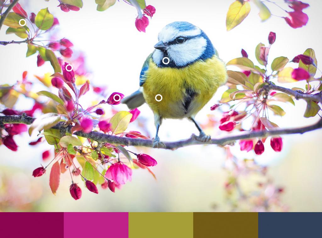 En blåmeis som sitter på en kvist og en fargepalett. Manipulert bilde.