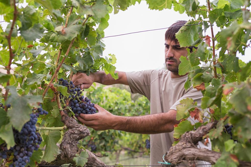 Ein mann som står ute mellom vinranker og plukkar druer. Foto.