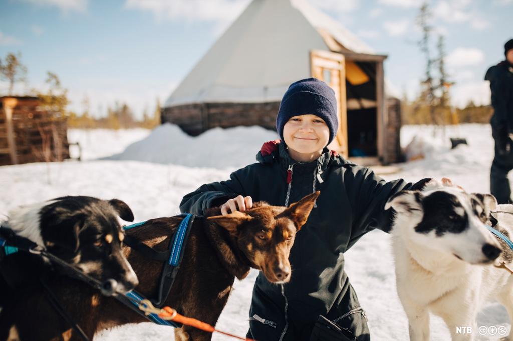 Ein smilande gut som klappar tre hundar i ein hundeslede. Foto.