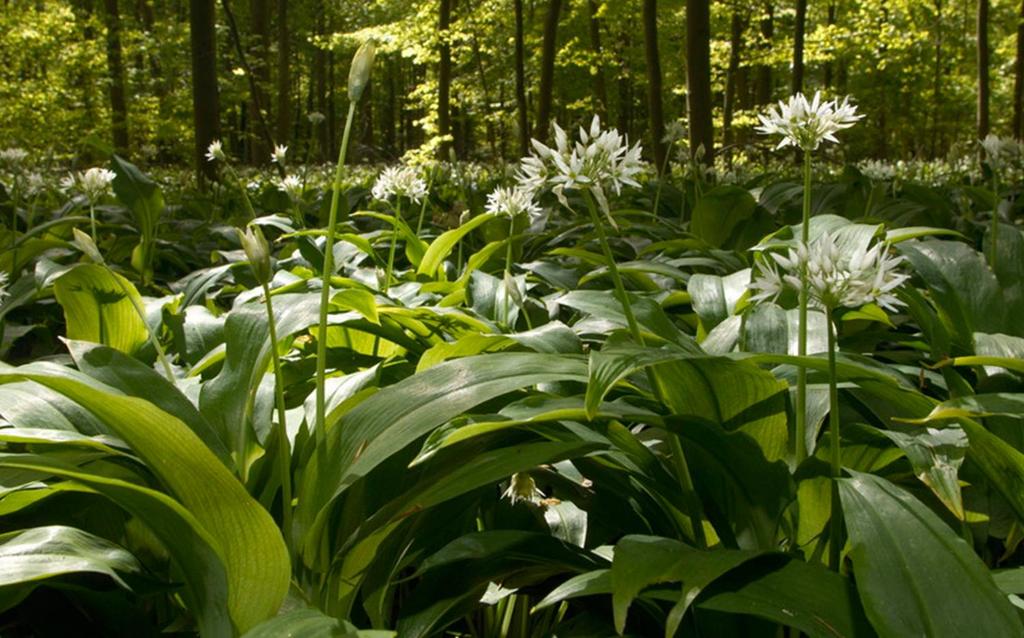 Grønne planter med brede blader og hvite blomster i skogen. Foto.