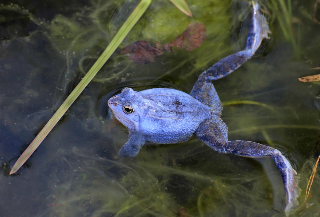 Rana arvalis