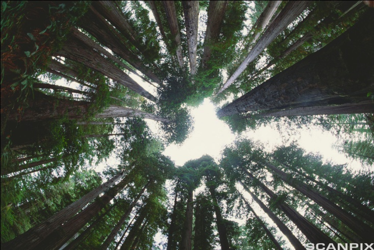 Bilde av trær i froskeperspektiv fra Redwood National Park