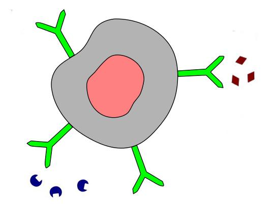 Celle omgitt av hormon som ikkje passar som hand i hanske med reseptorane. Illustrasjon.