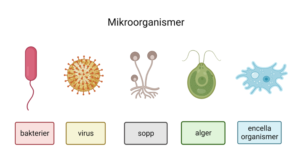 Bokser med farger og clip-art som viser ulike typer mikroorganismer: bakterier, virus, sopp, alger og encellede organismer. Illustrasjon.