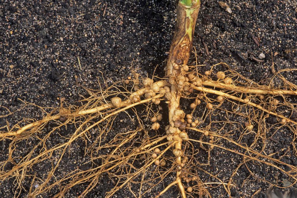 Rhizobium på soyabønne. Foto.