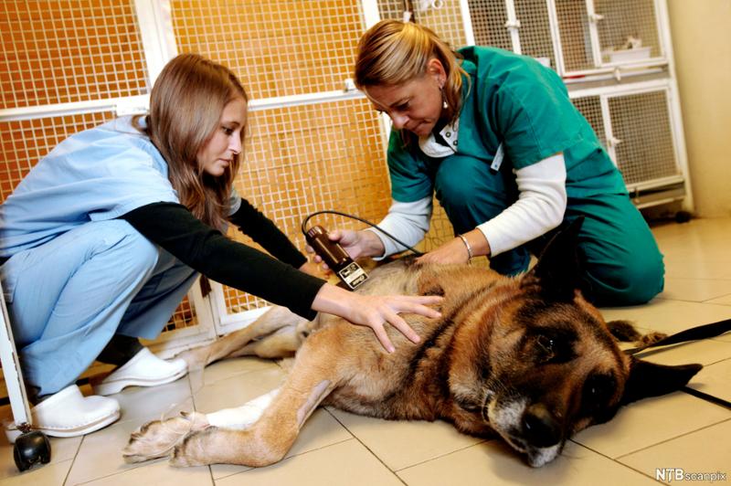 Veterinær og veterinærassistent utfører ultralydscanning på hund