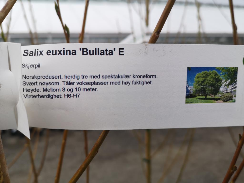 Lapp som henger på en busk med opplysninger om planta. Foto. 