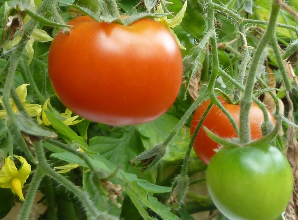 En grønn umoden tomat og to røde modne tomater. Foto.