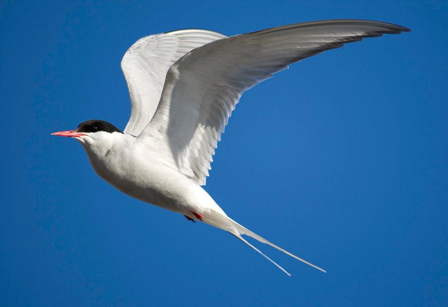 Hvit fugl med svart isse og rødt nebb flyr mot blå himmel. Foto.