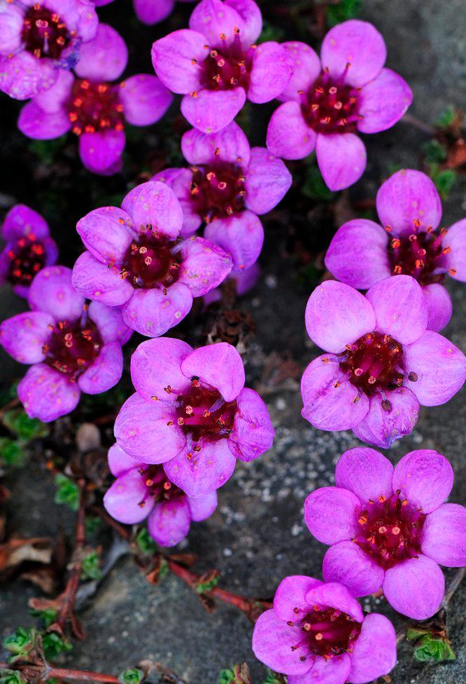 Den fargerike blomsten hos rødsildre. Foto.