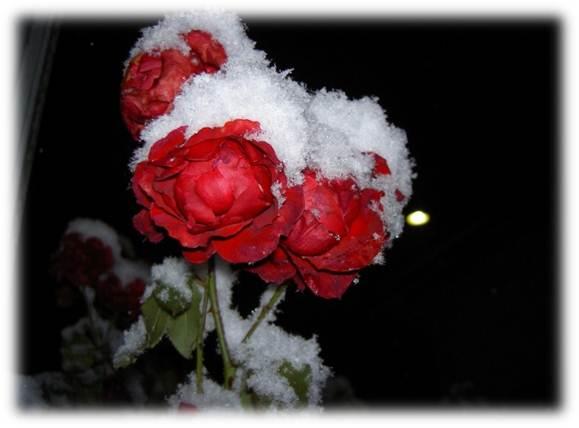 Bilde av røde roser med snø på